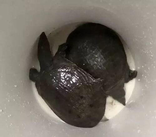 甲鱼爆料视频动画片,揭秘动画片背后的秘密与奇遇